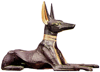 IMG_JACKAL.GIF