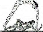 Large View
