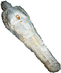 Large View