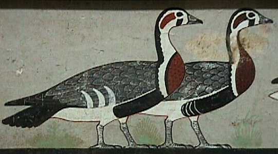 geese.jpg
