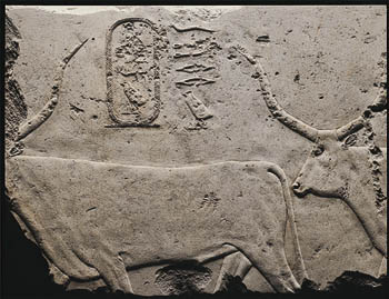 el_pyramid_cattle.jpg