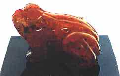 frog2.jpg