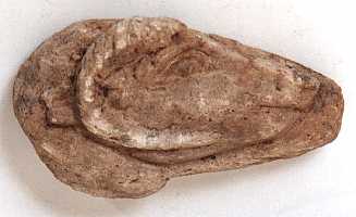 ram_head.jpg
